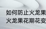 如何防止火龙果花期花变黄 怎样防止火龙果花期花变黄