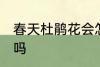 春天杜鹃花会怎么样 春天杜鹃花开花吗