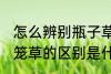 怎么辨别瓶子草和猪笼草 瓶子草和猪笼草的区别是什么
