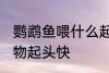 鹦鹉鱼喂什么起头快 鹦鹉鱼喂哪些食物起头快
