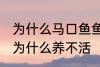 为什么马口鱼鱼缸养不活 马口鱼鱼缸为什么养不活