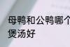 母鸭和公鸭哪个煲汤好 母鸭和公鸭谁煲汤好