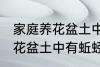 家庭养花盆土中有蚯蚓怎么办 家庭养花盆土中有蚯蚓的解决方法