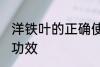 洋铁叶的正确使用方法 洋铁叶有什么功效