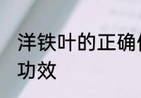 洋铁叶的正确使用方法 洋铁叶有什么功效