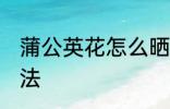 蒲公英花怎么晒干 蒲公英花的晒干方法