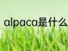 alpaca是什么面料 alpaca面料介绍