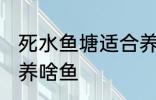 死水鱼塘适合养什么鱼 死水鱼塘适合养啥鱼