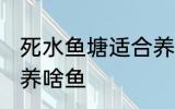 死水鱼塘适合养什么鱼 死水鱼塘适合养啥鱼