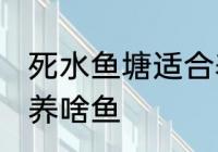 死水鱼塘适合养什么鱼 死水鱼塘适合养啥鱼