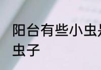 阳台有些小虫是什么虫 阳台常见的小虫子