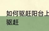 如何驱赶阳台上的鸟 阳台上的鸟怎么驱赶