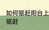 如何驱赶阳台上的鸟 阳台上的鸟怎么驱赶