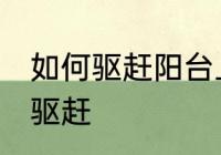 如何驱赶阳台上的鸟 阳台上的鸟怎么驱赶