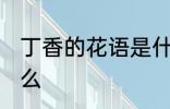丁香的花语是什么 丁香花的花语是什么